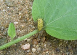 무당벌레의피해5 유충에서 성충으로