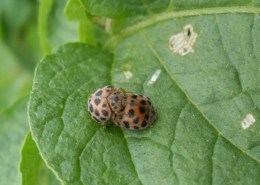 무당벌레의피해3