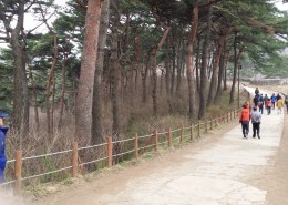 방역협회 서울지회 경기지회 산책중 소나무
